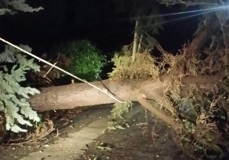 Maltempo a Guidonia: raffiche da uragano, alberi caduti e pali pericolanti. Pino crollato, chiude via Vallepietra per 15 famiglie