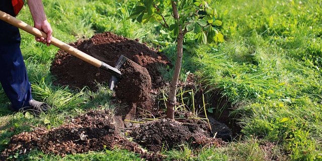 Per gli studenti è la green week: si piantano alberi da Fonte Nuova a Palombara