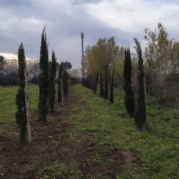 Guidonia, piantati 62 alberi a Valle Pilella