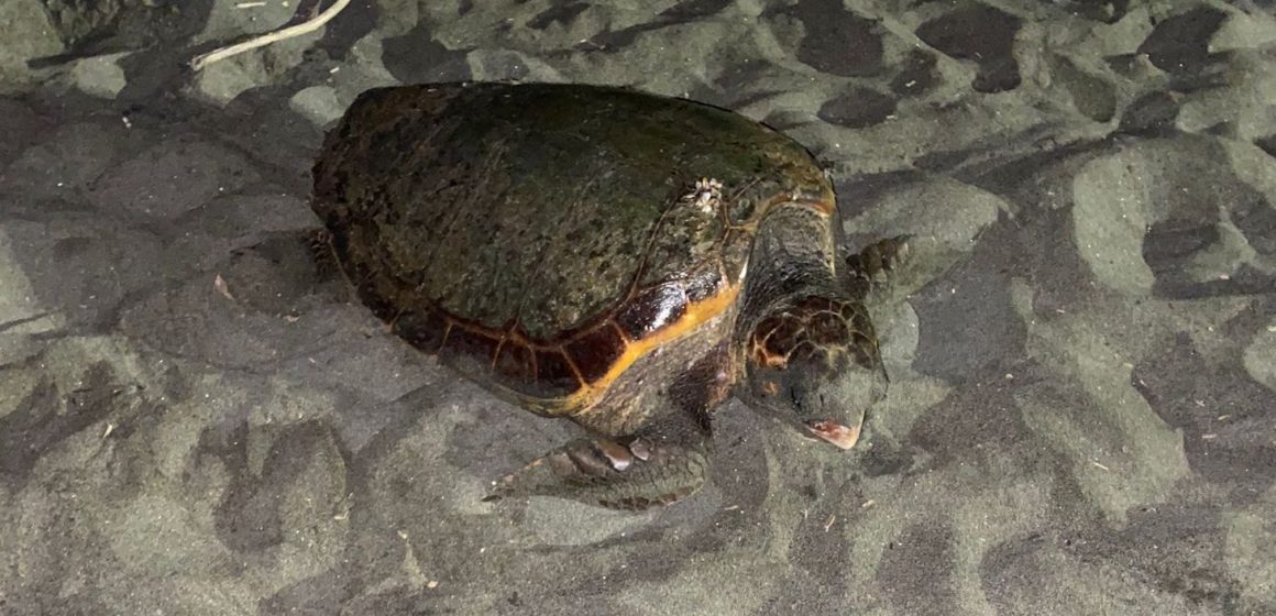 Trovato a Ostia primo nido di caretta caretta con 103 uova