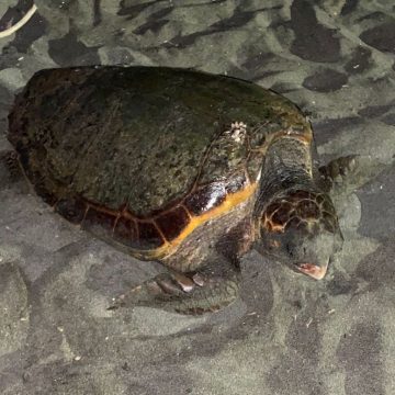 Trovato a Ostia primo nido di caretta caretta con 103 uova