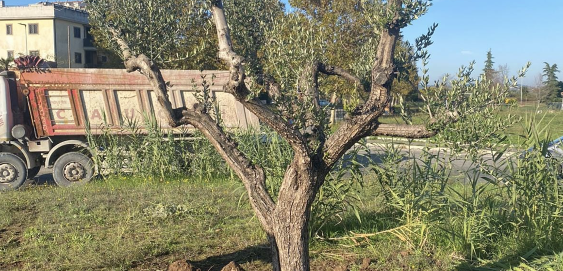 Guidonia, un ulivo nella rotatoria con Retake