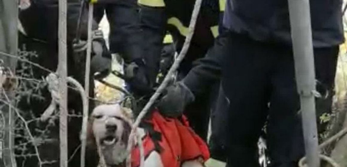 Guidonia, vigili del fuoco salvano cane in un pozzo