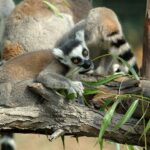 Bioparco di Roma