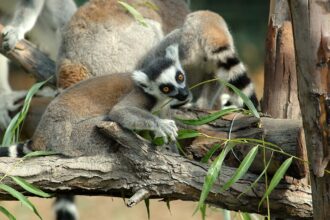 Bioparco di Roma