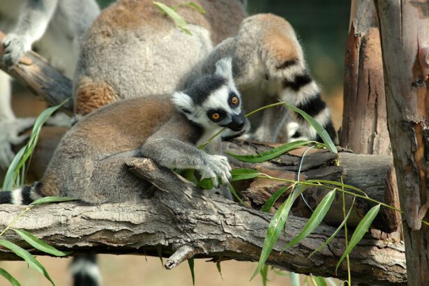 Bioparco di Roma