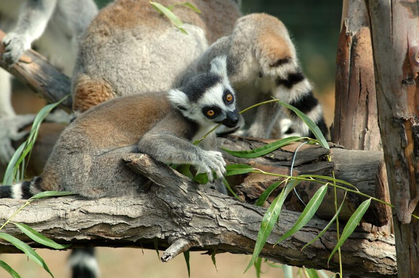 Bioparco di Roma